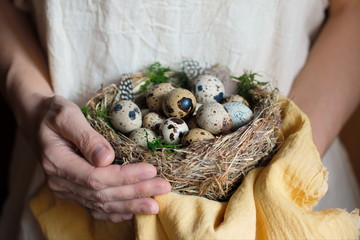 Womens hands hold bird nest with Quail eggs with green moss and feathers.