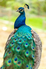Amazing Indian Male Peacock (Pavo Cristatus)