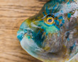 close up of a green parrotfish on a wooden table 