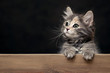Beautiful gray female kitten rests its paws on a wooden board. Blank for advertisement or announcement with copy space