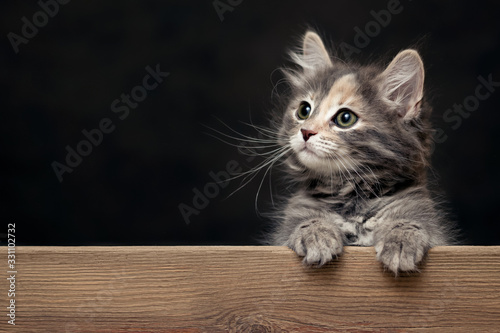 Photographie Beautiful gray female kitten rests its paws on a wooden board