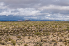 Various Cactus And Desert Plants Landscape Scenery In Arizona Sonoran Desert.