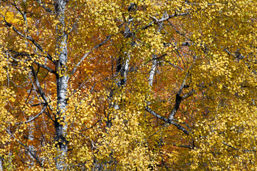 Wall Mural - Birch trees in peak autumn color on a country road in Michigan's Upper Peninsula. 