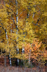 Wall Mural - Birch trees in peak autumn color on a country road in Michigan's Upper Peninsula. 