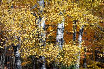 Wall Mural - Birch trees in peak autumn color on a country road in Michigan's Upper Peninsula. 