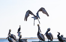 Brown Pelicans Landing And Sitting On Pier At Sunset In Coastal Georgia.
