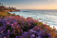 Sunset During Spring Bloom At La Jolla Beach, San Diego, California.