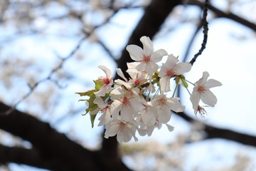 桜　サクラ　さくら