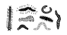 Set Spring And Summer Caterpillar Icons. Black Caterpillars With Different Silhouette On White Background. For Festive Card, Logo, Children, Pattern, Tattoo, Decorative, Concept. Vector Illustration.