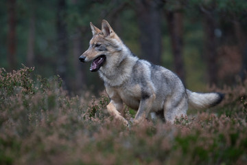  Lone wolf running in autumn forest Czech Republic