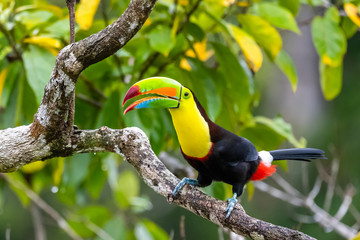 ramphastos sulfuratus, keel-billed toucan the bird is perched on the branch in nice wildlife natural