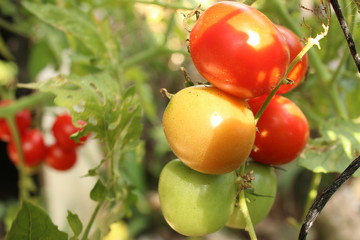 tomatera con tomates frescos y brillantes por el sol