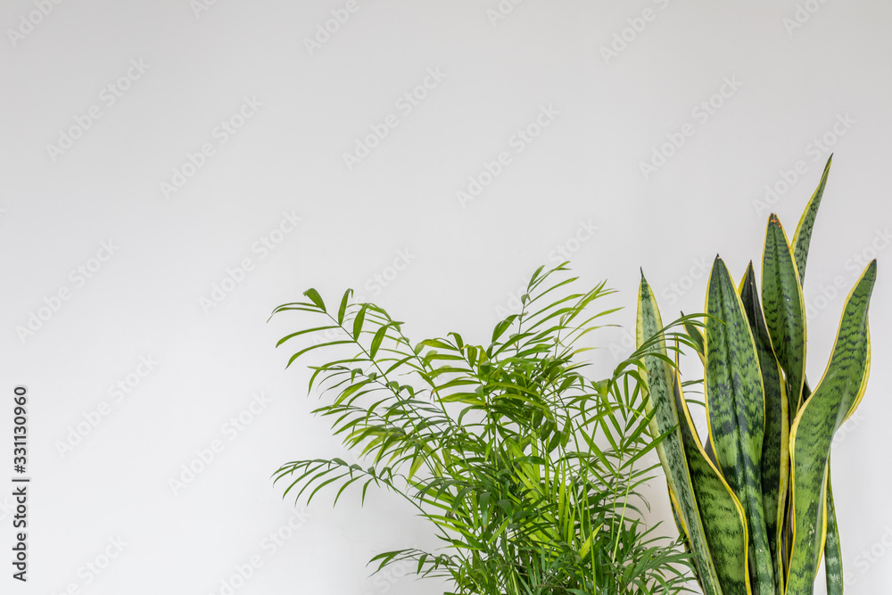 Sansevieria trifasciata plant on white background. Other name: Snake ...