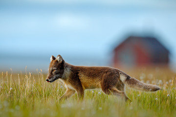 urban wildlife, fox walking aroun village house. arctic fox, vulpes lagopus, cute animal portrait in