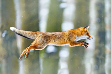fox flight. red fox jumping , vulpes vulpes, wildlife scene from europe. orange fur coat animal in t