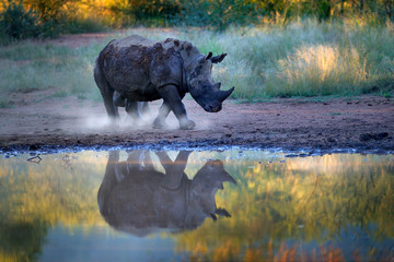 rhinoceros in pilanesberg np, south africa. white rhinoceros, ceratotherium simum, big animal in the