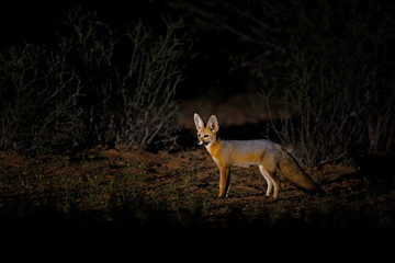 africa fox at night. cape fox, face portrait in kgalagadi, botswana. wild dog from africa. rare wild