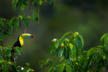 Keel-billed Toucan, Ramphastos Sulfuratus, Bird With Big Bill Sitting On Branch In The Forest, Costa Rica. Nature Travel In Central America. Beautiful Bird In Nature Habitat.