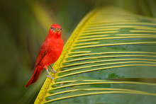 Red Bird In Green Vegetation. Red Tanager On The Big Palm Leave. Summer Tanager, Piranga Rubra, Red Bird In The Nature Habitat. Tanager Sitting On The Big Green Palm Tree. Wildlife Scene From Nature.