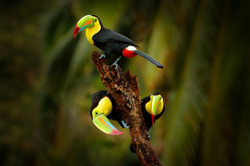 Wall Mural - keel-billed toucan, ramphastos sulfuratus, bird with big bill sitting on branch in the forest, costa