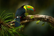 Costa Rica wildlife. Toucan sitting on the branch in the forest, green vegetation. Nature travel holiday in central America. Keel-billed Toucan, Ramphastos sulfuratus. Wildlife from Costa Rica.