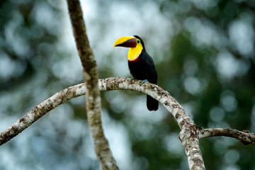 Wall Mural - toucan with big bill. rainy season in america. chestnut-mandibled toucan sitting on branch in tropic