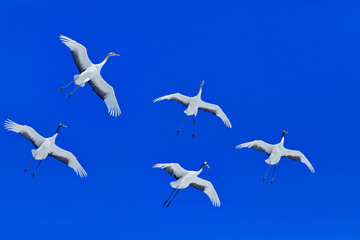 Wall Mural - Winter flight, two Red-crowned crane, Hokkaido, Japan. Bird in fly, winter scene with snowflakes. Snow love in nature. Wildlife scene from wild nature. Cold winter.