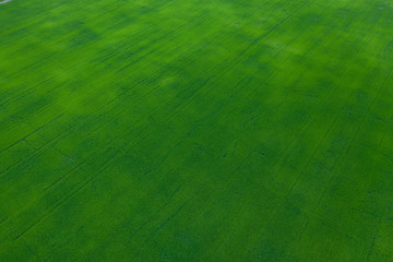 Wall Mural - aerial view from flying drone of Field rice with landscape green pattern nature background, top view field rice