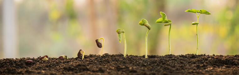 plant growing in morning light green nature bokeh background, new life, business financial progress cultivation. agriculture, horticulture. plant growth evolution from seed to sapling, ecology concept