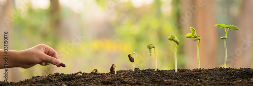Fotografía hand holding and caring a green plant over lighting background, planting tree, environment, background