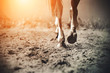 The graceful legs of a galloping horse, its hooves clattering on the sand, raising dust in the sunlight.