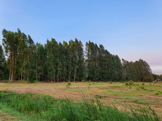 Eucalyptus fields That is lined up beautifully On a bright blue day