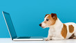 Funny little dog lying in front of laptop and looking with interest at screen in studio with blue background