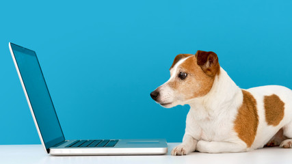 Funny little dog lying in front of laptop and looking with interest at screen in studio with blue background