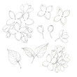 Set of spring blooming lilac isolated on white. Black ink vintage botanical hand drawn illustration. Realistic floral blossom design elements - flowers, leaves.
