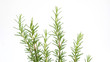 © supaleka - Green rosemary plant on a white background.
