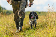 The Happy Hunting Dog Is Walking Next To Its Caucasian Owner In The Countryside.