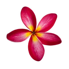 Wall Mural - plumeria red on a white background.