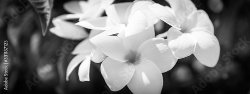 Fotografía Details of blooming white dahlia fresh flower macro photography