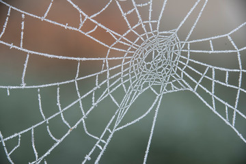 frozen spiderweb