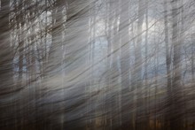 Blurry Abstract Photo Of Spring Winds Blowing Through Trees. Taken At Coopers Rock State Park, WV