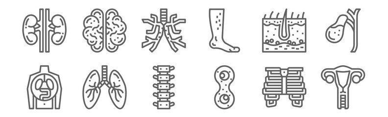 set of 12 human organ icons. outline thin line icons such as uterus, mitosis, lungs, epidermis, bronchus, brain