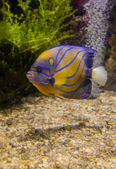 Wall Mural - Colorful sea fish and friends, Small life from the sea became the star in aquarium