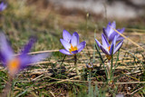 Fototapeta  - Saffron, Crocus sativus, First spring flower in mountain. Purple flowers in forest in early spring