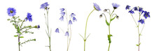 Six Isolated Blue Flowers With Stems