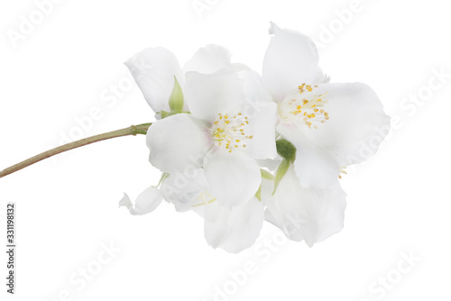 Photographie jasmine isolated branch with large fine blooms