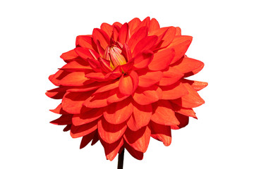 Poster - dahlia 'taratahi ruby' a red tuberous herbaceous perennial summer autumn perennial flower plant cut 