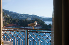 Seagull Sitting On A Balcony