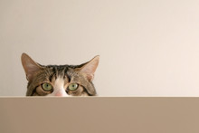 Domestic Tabby Cat Hiding Behind Furniture. Selective Focus.