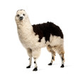  Black and white llama standing, isolated on white
